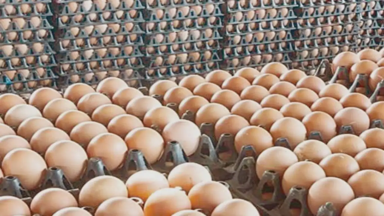 تغييرات في أسعار البيض بالأسواق المصرية خلال تعاملات يوم الاثنين الموافق 20-4-2026